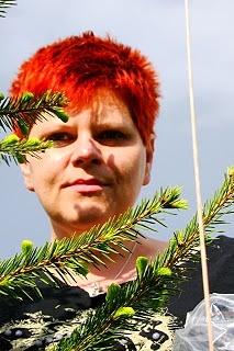 Majowa wyprawa po pędy świerku do syropu na kaszel