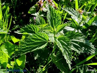 Pokrzywa zwyczajna Urtica dioica - gatunek rośliny z rodziny pokrzywowatych