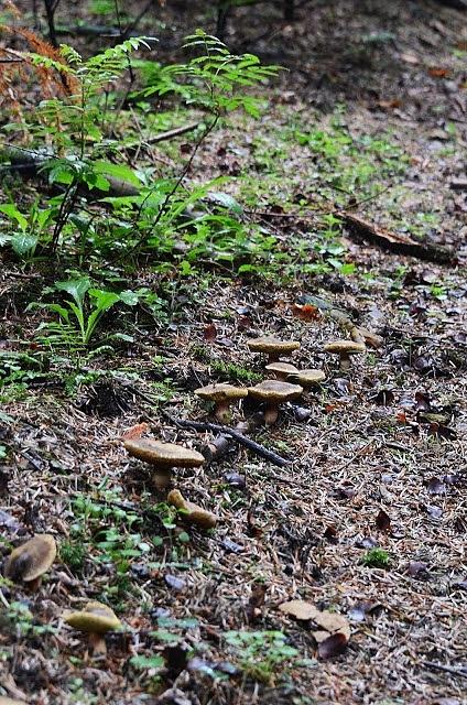 Grzybobranie i leśne wędrówki: jak zbierać grzyby i rozpoznawać je w lesie