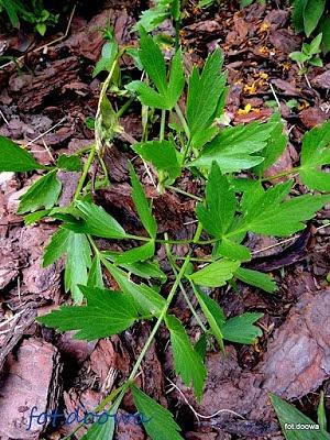 Lubczyk ogrodowy Levisticum officinale - właściwości i uprawa