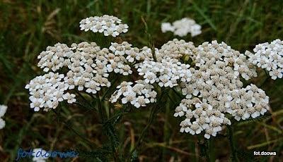 Krwawnik pospolity Achillea millefolium - właściwości i zastosowanie