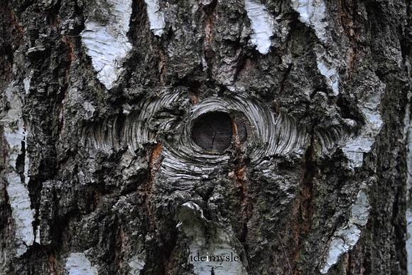 Oskoła z soku brzozy - naturalny napój z brzozy i dzikich roślin