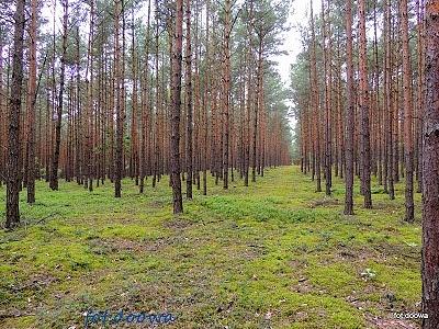 Las puczniew i julianów - sierpniowa wyprawa leśna z grzybami