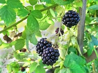 Nalewka jeżynowa z winem i koniakiem - przepis na oryginalny trunek