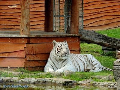 Zoo Safari w Borysewie