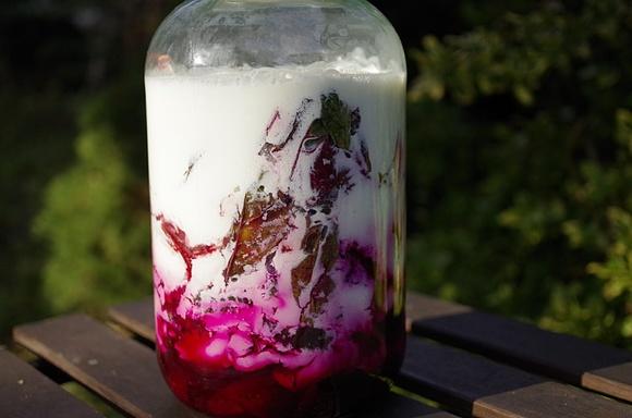 Botwinka fermentowana w kefirze
