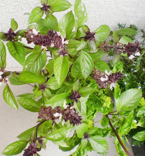 Bazylia cynamonowa