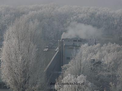 Groszkowa z selerem
