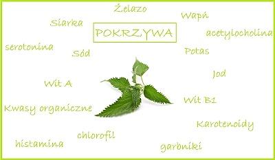 Dlaczego pokrzywa jest super