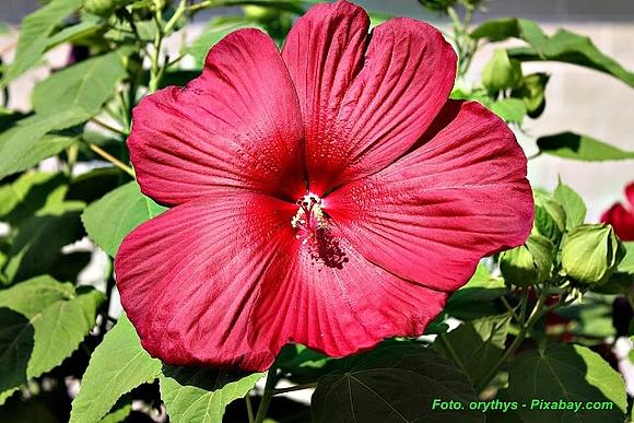 Rozgrzewająca herbata z hibiskusa na przeziębienie