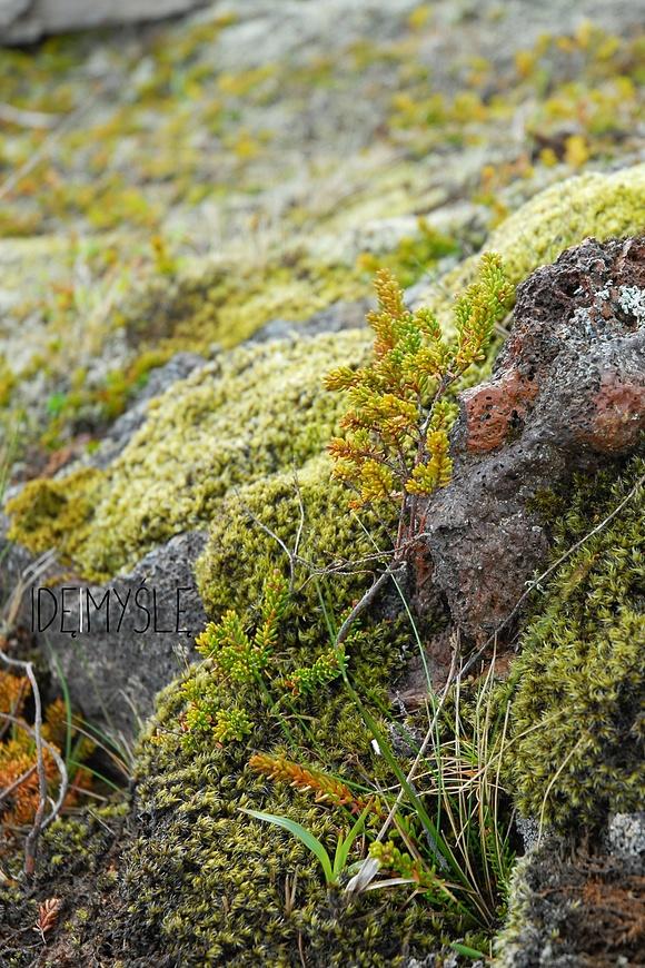 Dzikie rośliny jadalne na Islandii do sałatek i kanapek