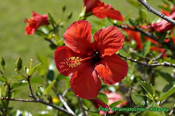 Herbatka z kwiatów hibiskusa na obniżenie ciśnienia