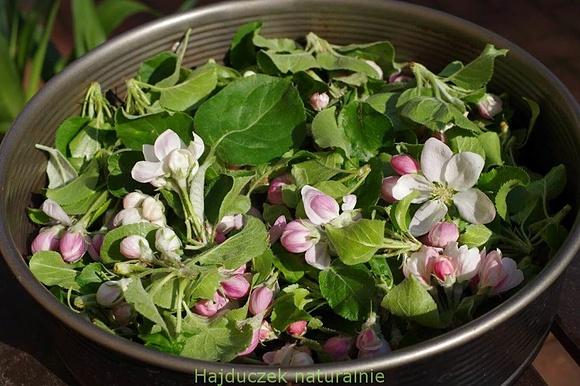 Herbatka z pączków jabłoni wiosenna herbatka fermentowana