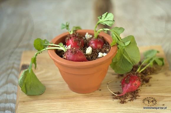 Rzodkiewki nadziewane serkiem z jajkiem przepiórczym i roszponką