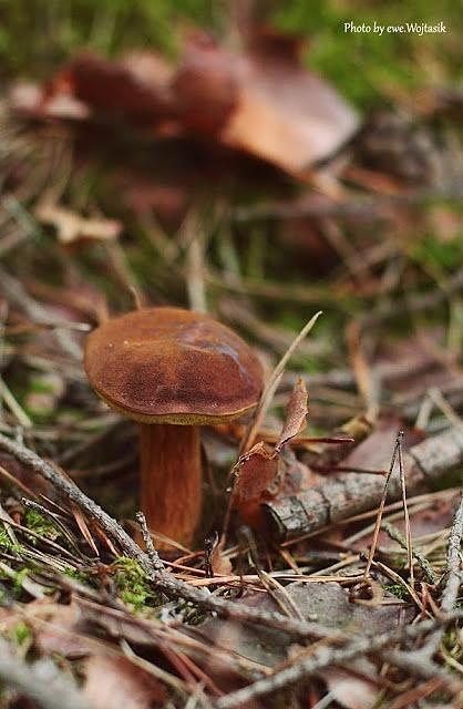 Podgrzybki z kaszą gryczaną, tymiankiem i białym winem