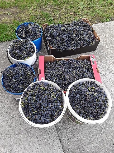 Wino z soku z winogron