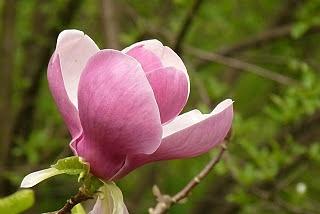 Wiosenna nalewka z magnolii