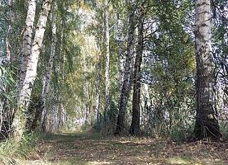 Nalewka z pąków brzozy