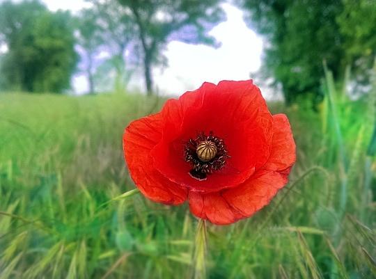 Nalewka kwiatowa z płatków maku