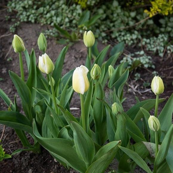 Pochwała prowincji. w ogrodzie: tulipany.