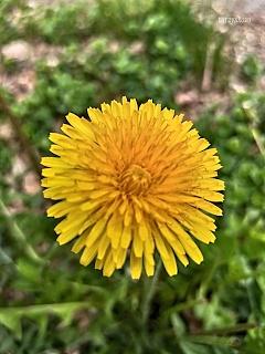 Herbatka z mniszka - naturalny napój z mniszka lekarskiego