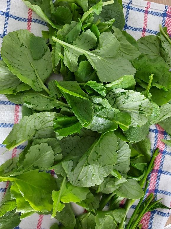 Pesto z liści rzodkiewki