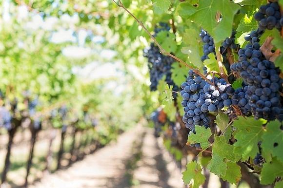 Wino zamienia się w ocet? Sposób na odwrócenie procesu