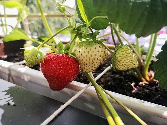 Truskawki na balkonie sadzenie sadzonki frigo