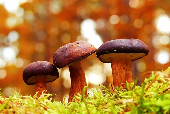 Smaczne grzyby - przepis na potrawę z grzybami