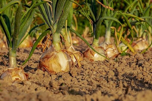 Odkryj moc cebuli - naturalny antybiotyk ze skarbów natury