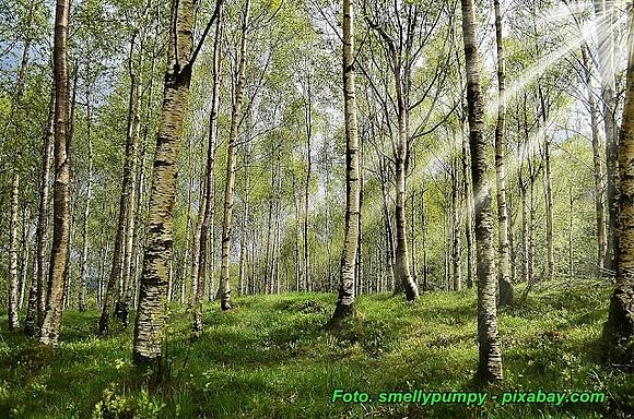 Nalewka z pąków brzozy - zastosowania naturalne