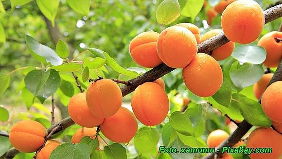 Likier morelowy z odrobiną rumu lub brandy