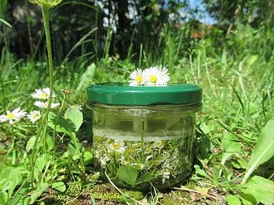 Kiszone stokrotki, sour daisies, margherite w salamoia