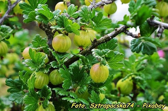 Wino z agrestu