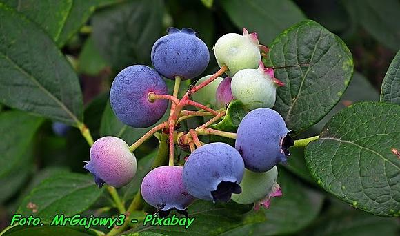 Nalewka z owoców borówki amerykańskiej - naturalny eliksir młodości