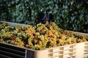 Najpopularniejsze odmiany winogron na wino