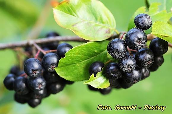 Nalewka z owoców aronii - naturalny eliksir zdrowia