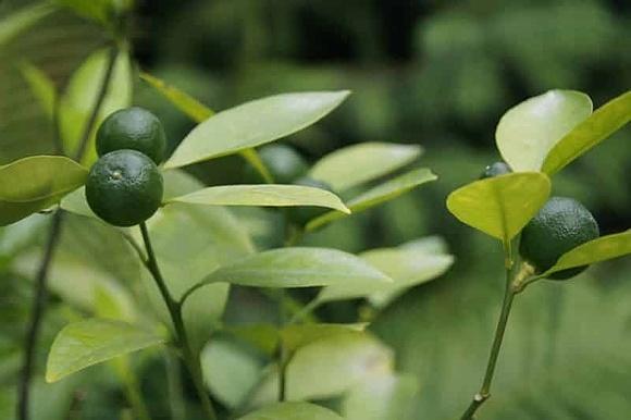 Limonka smak i właściwości zdrowotne
