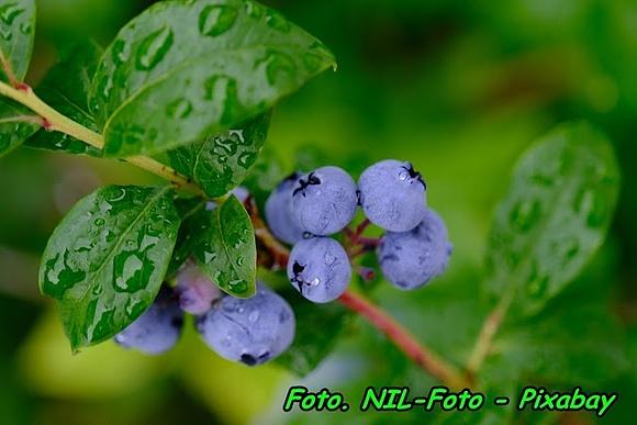 Wino z owoców borówki amerykańskiej wytrawne