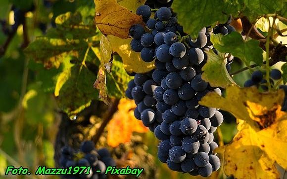 Wino z owoców ciemnych winogron
