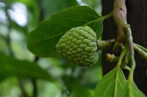 Cherimoya - dlaczego warto jeść ten słodki i kremowy owoc