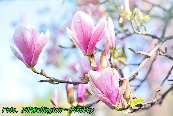 Nalewka z kwiatów magnolii na białym winie