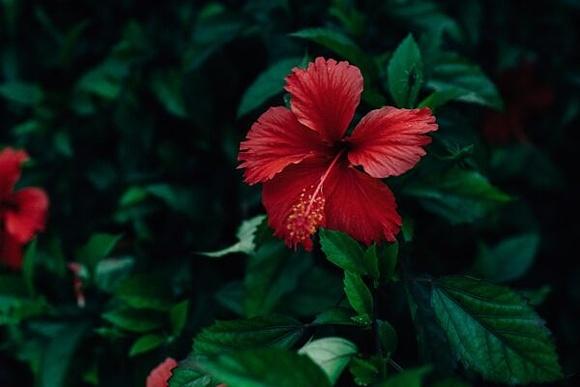 Herbata z hibiskusa właściwości zdrowotne