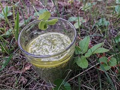 Pesto z Podagrycznika - pesto z dymu i ziół