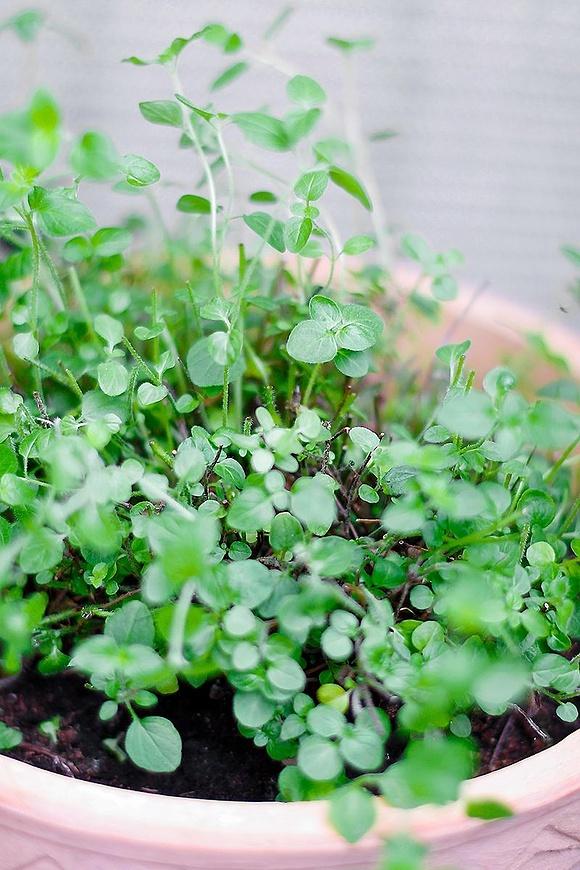 Suszenie ziół oregano
