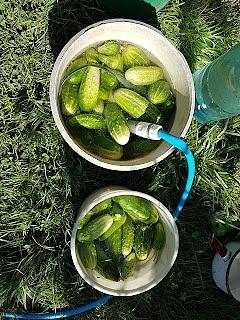 Ogórki po żydowsku z miodem