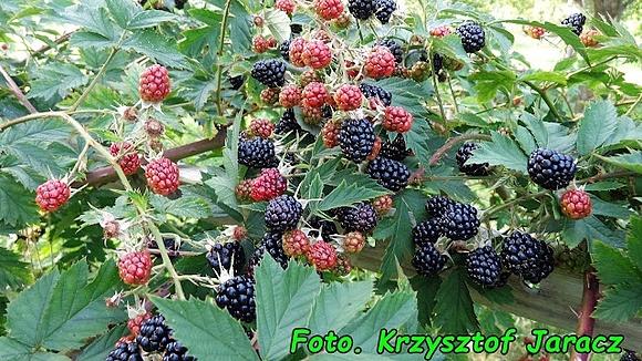 Nalewka jeżynowa z odrobiną olejku migdałowego