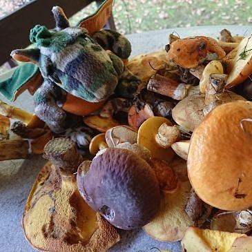 Smocze grzybobranie i grzybojedzenie