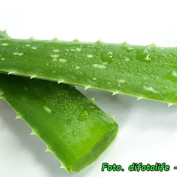 Wino aloesowe z miodem
