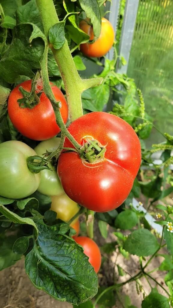 Domowa salsa z cukinii pomidorów i papryki